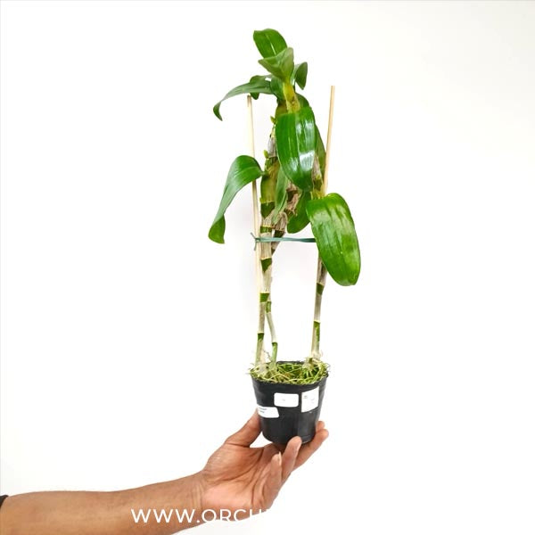 Dendrobium Bonanza 'Okayama' Orchid Plant - BS