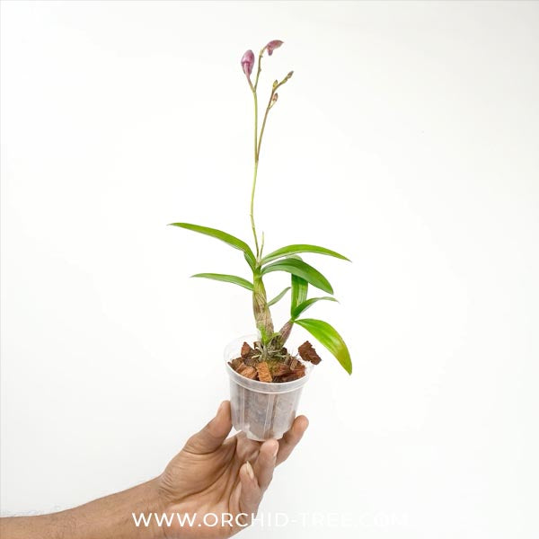 Dendrobium Miniature Pink Orchid Plant - FF