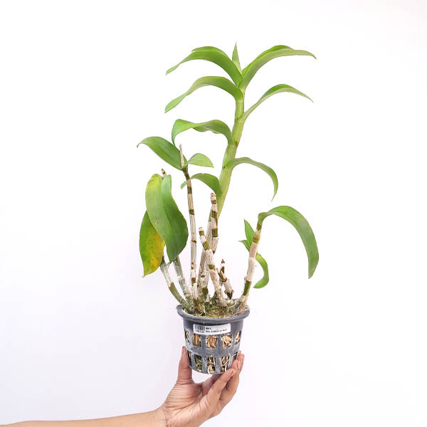 Dendrobium Laddawan Red Orchid Plant - FF