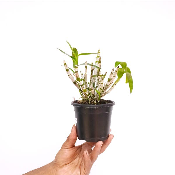 Dendrobium Angel Baby Orchid Plant - BS - Buy Orchids Plants Online by Orchid-Tree.com