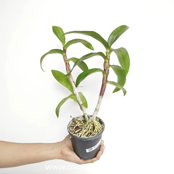 Dendrobium Ceasar Red Orchid Plant - BS