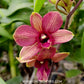 Dendrobium Burana Emerald Orchid Plant - FF - Buy Orchids Plants Online by Orchid-Tree.com
