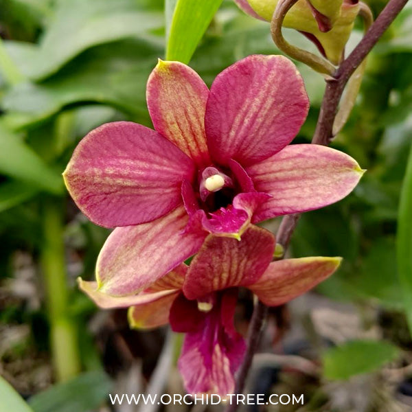 Dendrobium Burana Emerald Orchid Plant - FF - Buy Orchids Plants Online by Orchid-Tree.com