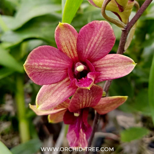 Dendrobium Burana Emerald Orchid Plant - FF - Buy Orchids Plants Online by Orchid-Tree.com