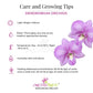 Dendrobium Panjarat Pink Orchid Plant - BS