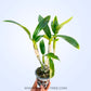 Dendrobium Diamond #1  - BS