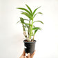 Dendrobium 3 lip Pansy- FF