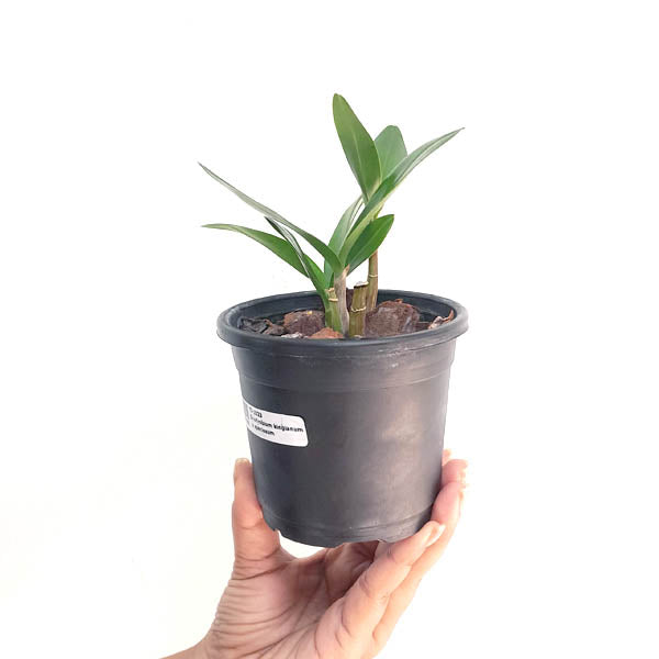 Dendrobium specio-kingianum 'Crystal' Orchid Plant - MS - Buy Orchids Plants Online by Orchid-Tree.com
