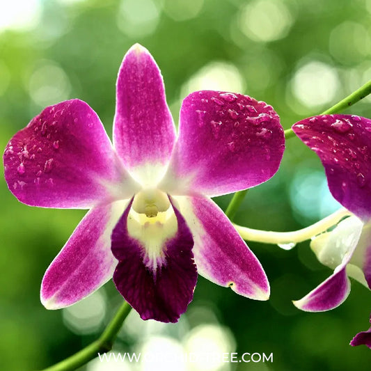 Dendrobium Sonia Orchid Plant - FF