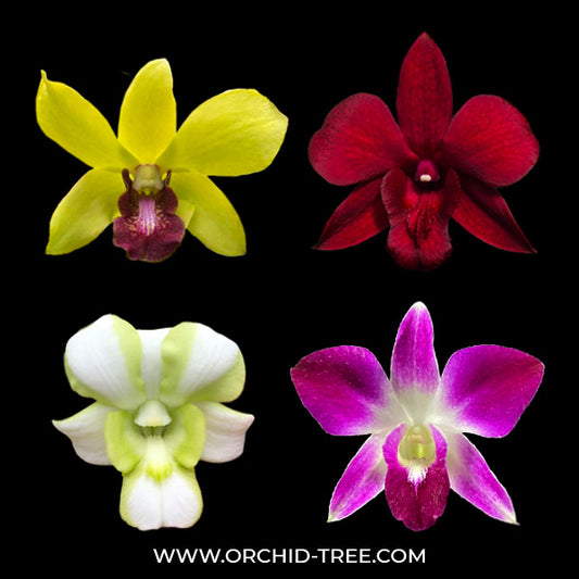 Dendrobium Pack of 4 - #2 - SS (Seedling)