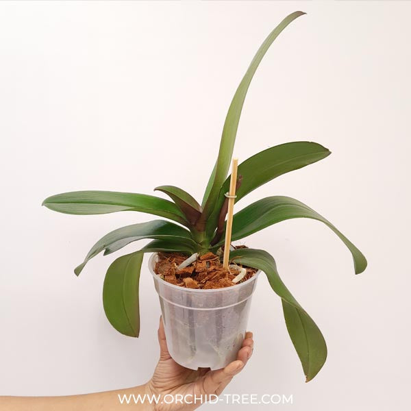 Phalaenopsis Green Diamond Orchid Plant -FF