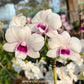 Dendrobium Diamond #1  - BS