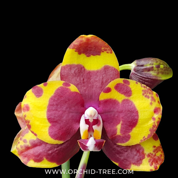 Phalaenopsis Vestar Dinosaur Orchid Plant - SS - Buy Orchids Plants Online by Orchid-Tree.com