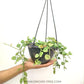 Dischidia Geri Green