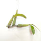 Myrmecophila humboldtii sp.(Bare Root Divisions) - BS