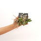 Phalaenopsis Doritis pulcherrima Dwarf - BS