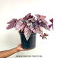 Begonia Big Pot Plants | 3 Varieties