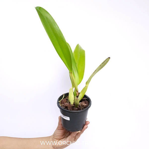 Cattleya dowiana sp. X Sib Orchid Plant - BS