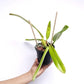 Cattleya dowiana sp. X Sib Orchid Plant - BS