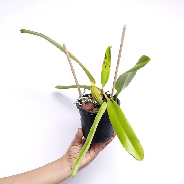 Cattleya dowiana sp. X Sib Orchid Plant - BS