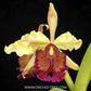 Cattleya dowiana sp. X Sib Orchid Plant - BS