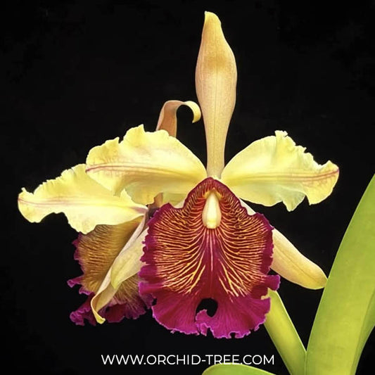 Cattleya dowiana sp. X Sib Orchid Plant - BS