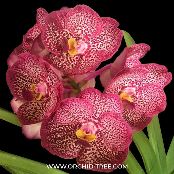 Vanda Dr. Anek x Kulwadee Fragrance Red Orchid Plant - SS