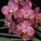 Vanda Dr. Anek x Kulwadee Fragrance Red Orchid Plant - SS