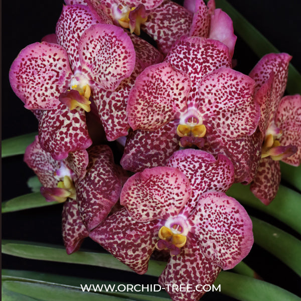 Vanda Dr. Anek x Kulwadee Fragrance Red Orchid Plant - SS