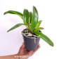Cattleya (Rby.) Haiku Dawn Orchid Plant - BS