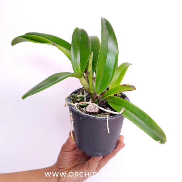 Cattleya (Rby.) Haiku Dawn Orchid Plant - BS