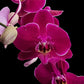 Phalaenopsis Dragon Dance Orchid Plant - FF - Buy Orchids Plants Online by Orchid-Tree.com