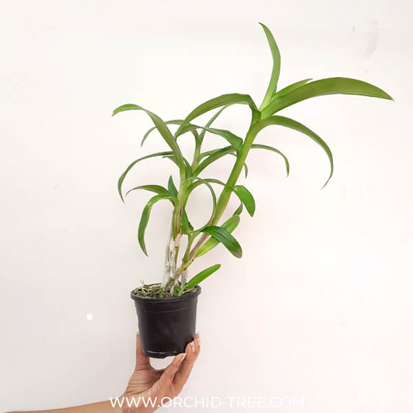 Dendrobium Dragon Pink Orchid Plant - BS