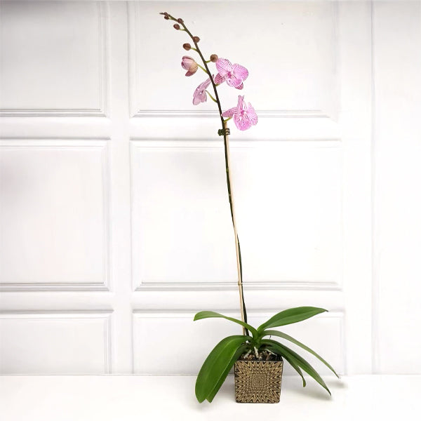 Dream Girl | Phalaenopsis Orchid Gift