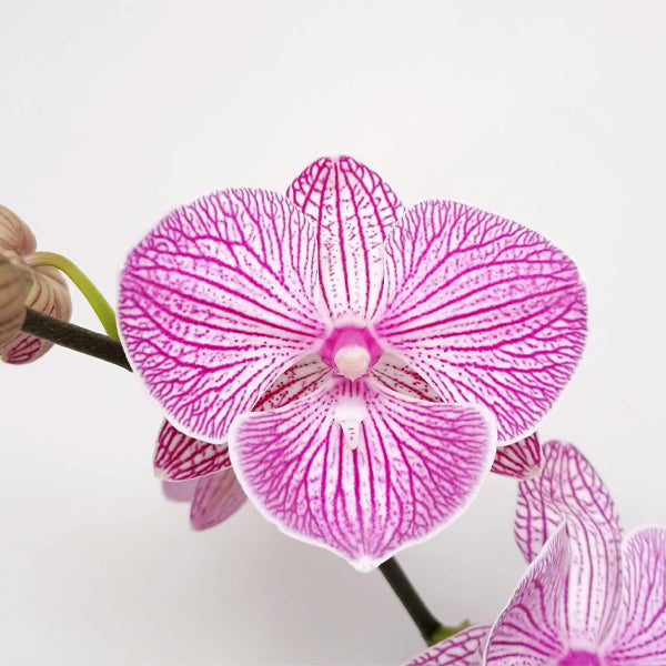 Dream Girl | Phalaenopsis Orchid Gift