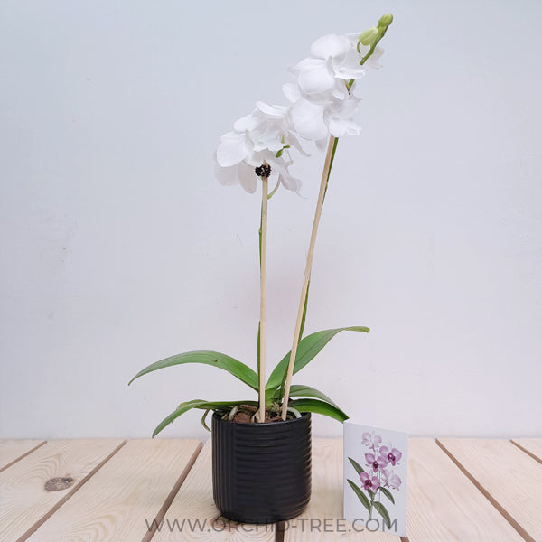 Dreamy White | Phalaenopsis Orchid Gift