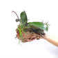 Drift Wood Mounted Display Of Orchid Plants - FF