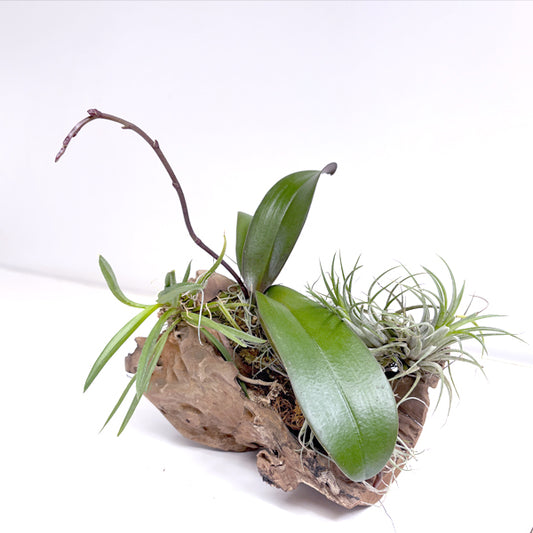 Drift Wood Mounted Display Of Orchid Plants - FF