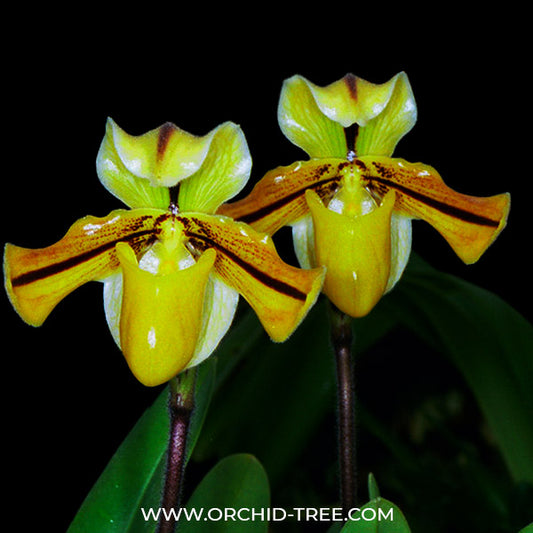 Paphiopedilum druryi sp. - FF