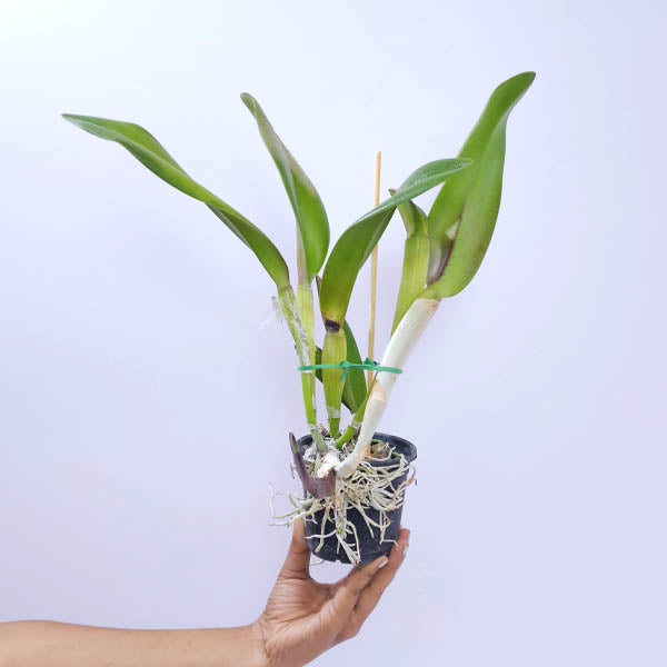 Cattleya Rlc.Duh's White 'Peppa Pig' Orchid Plant - BS