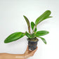 Cattleya (Rlc.) Duh's White 'Peppa Pig' Orchid Plant - BS