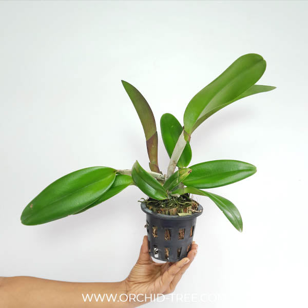 Cattleya (Rlc.) Duh's White 'Peppa Pig' Orchid Plant - BS