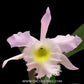 Cattleya (Rlc.) Duh's White 'Peppa Pig' Orchid Plant - BS