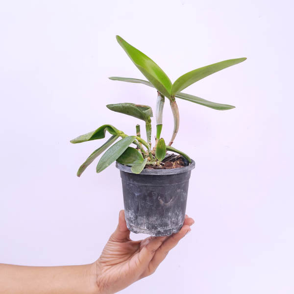 Cattleya Yuan Dung Sweet 'Dragon Fruit' Orchid Plant - BS