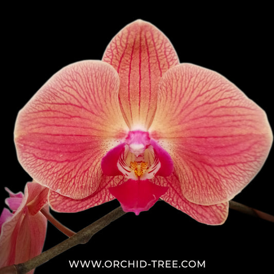 Phalaenopsis Lianher Duo Er-Guen Orchid Plant -  FF