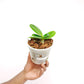 Phalaenopsis Younghome Lucky (miniature Orchid Plant) - FF - Buy Orchids Plants Online by Orchid-Tree.com