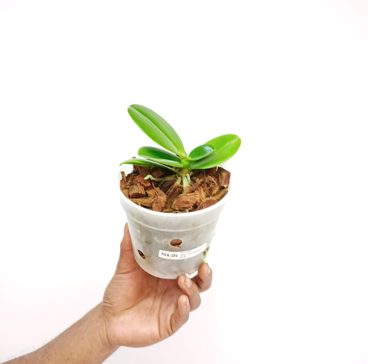 Phalaenopsis Younghome Lucky (miniature Orchid Plant) - FF - Buy Orchids Plants Online by Orchid-Tree.com