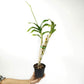 Dendrobium Wave Pink Orchid Plant - FF