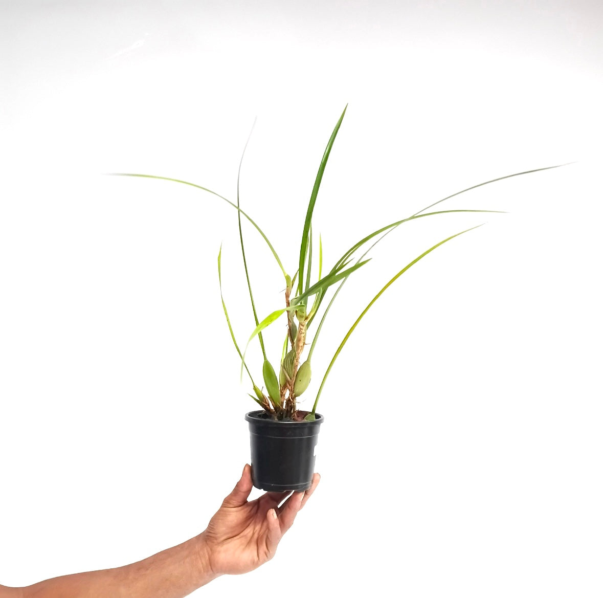 Maxillaria tenufolia sp. Orchid Plant - BS