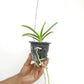 Vanda Kulvadee Fragrance Black Orchid Plant - SS